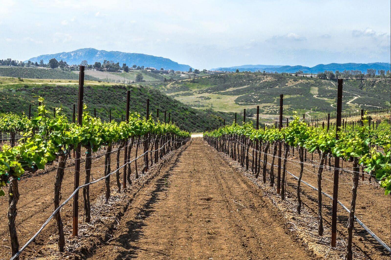 Carter Estate Winery And Resort Temecula Kültér fotó